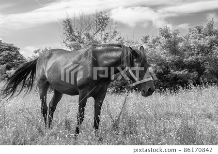 Beautiful wild horse stallion on summer flower meadow 86170842