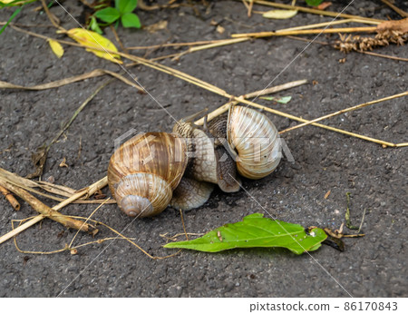 Big garden snail in shell crawling on wet road 86170843