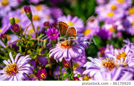 Photography to theme beautiful black butterfly Monarch Photography to theme beautiful black butterfly Monarch 86170920
