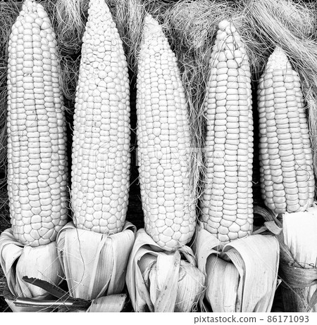 Photography to theme beautiful vegetable cob corn Photography to theme beautiful vegetable cob corn 86171093