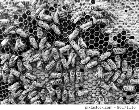 Abstract hexagon structure is honeycomb from bee hive 86171116