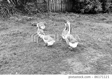 Family of white animals goose gander go to drink water Family of white animals goose gander go to drink water 86171121