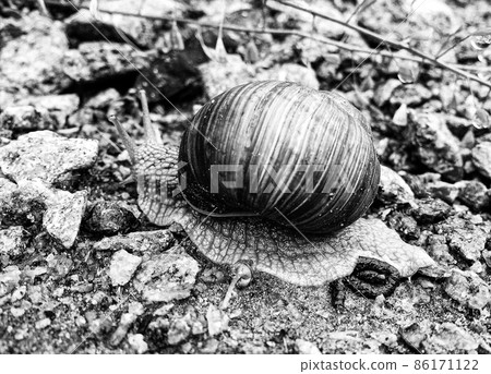 Big garden snail in shell crawling on wet road hurry home Big garden snail in shell crawling on wet road hurry home 86171122