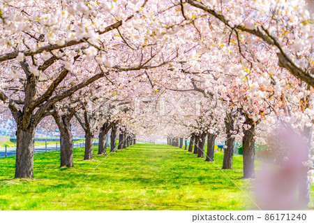 A row of cherry blossom trees on the Chikuma River Sakuratsutsumi Yae Sakura [Nagano Prefecture] 86171240