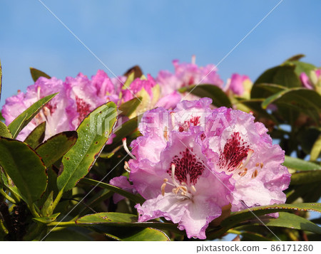 Rhododendron after the rain Rhododendron after the rain 86171280
