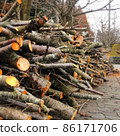 存放被砍伐的樹枝的地方 86171706