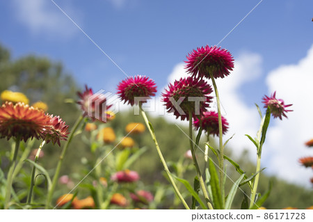 colorful straw flower blossom booming in garden colorful straw flower blossom booming in garden 86171728