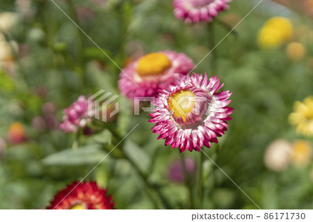 colorful straw flower blossom booming in garden colorful straw flower blossom booming in garden 86171730