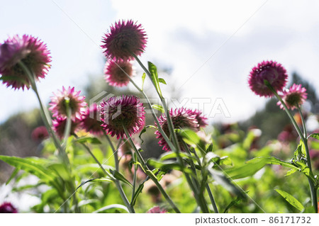 colorful straw flower blossom booming in garden 86171732