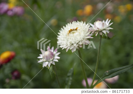 colorful straw flower blossom booming in garden colorful straw flower blossom booming in garden 86171733