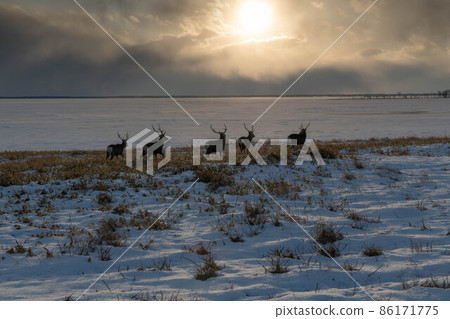 Notsuke Peninsula: Sunset and a flock of sika deer 86171775