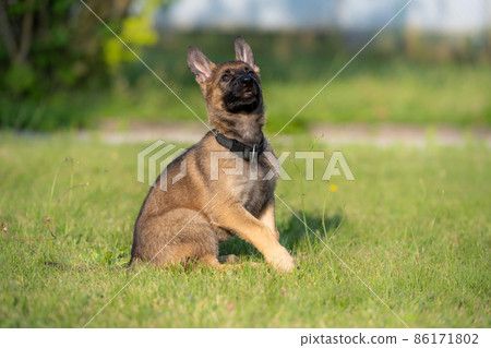Dog portrait of an eight weeks old German Shepherd puppy in green grass. Sable colered, working line breed 86171802