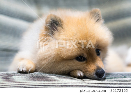 <Funny Friends> Pomeranian Mameshiba Cut <Funny Friends> Pomeranian Mameshiba Cut 86172165