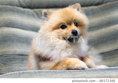<Funny Friends> Pomeranian Mameshiba Cut <Funny Friends> Pomeranian Mameshiba Cut 86172166