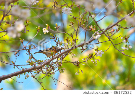 At Kyoto Gyoen National Garden, a wild bird that pecks at the buds of cherry blossoms (2nd out of 2) At Kyoto Gyoen National Garden, a wild bird that pecks at the buds of cherry blossoms (2nd out of 2) 86172522