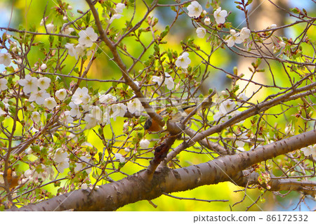 Wild bird brambling holding cherry blossoms, moment of dropping flowers, at Kyoto Gyoen National Garden (3rd out of 4) Wild bird brambling holding cherry blossoms, moment of dropping flowers, at Kyoto Gyoen National Garden (3rd out of 4) 86172532