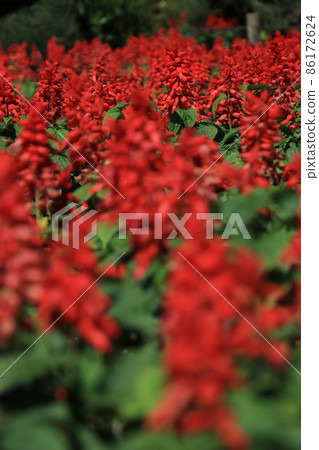 丹參[千葉縣野田市清水公園] 86172624