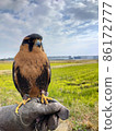 A falcon riding on a falconer's arm 86172777