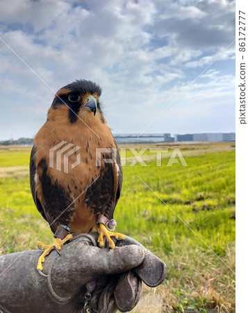 A falcon riding on a falconer's arm 86172777