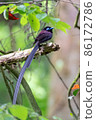 Japanese Paradise Flycatcher standing in the fresh green 86172786