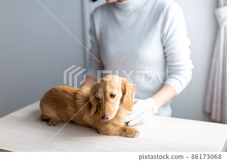 寵物狗護理基因測試 86173068