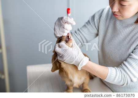 寵物狗護理基因測試 86173070