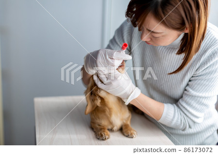 寵物狗護理基因測試 86173072