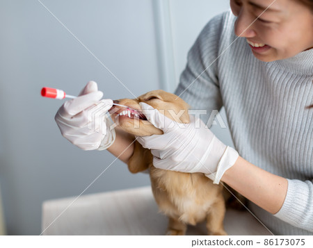 Pet dog care genetic test 86173075