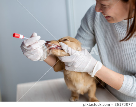 Pet dog care genetic test 86173077