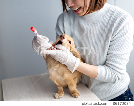 寵物狗護理基因測試 86173084