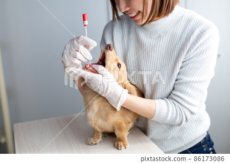 Pet dog care genetic test 86173086