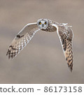 Short-eared owl dancing in the sky 86173158