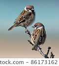 Sparrows stopping on branches 86173162