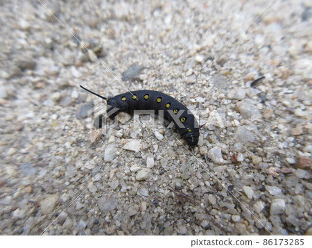 Caterpillar 86173285