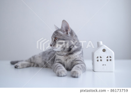 Adorable tabby grey cat kitten with white small toy model on a white table background Adorable tabby grey cat kitten with white small toy model on a white table background 86173759