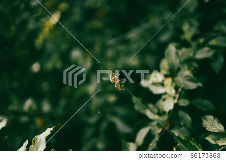 Spider climbs the web. Close-up of spider weaving web in forest 86173868