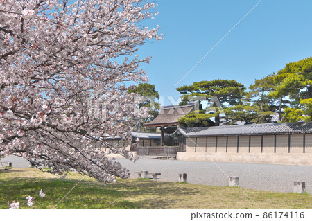 Cherry blossoms in full bloom and the Kenrei Gate in front of the Kyoto Imperial Palace 86174116