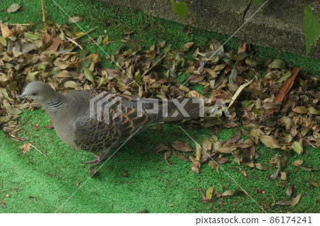 來到花園的斑鳩 來到花園的斑鳩 86174241