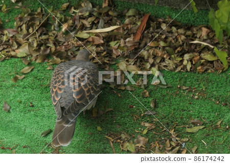 來到花園的斑鳩 來到花園的斑鳩 86174242