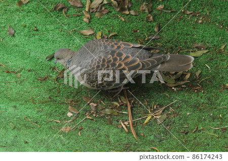 來到花園的斑鳩 來到花園的斑鳩 86174243