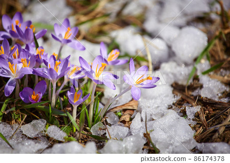 Close up spring crocus flower in the melting snow in the sun Close up spring crocus flower in the melting snow in the sun 86174378