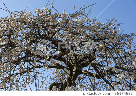 Plums in full bloom under the blue sky 86174682