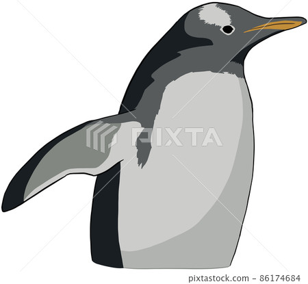 Simple and realistic illustration of the upper body of a Gentoo penguin Simple and realistic illustration of the upper body of a Gentoo penguin 86174684