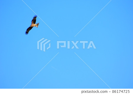 A black kite flying in the blue sky 86174725