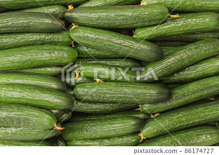Green cucumbers natural vegetables with garden beds background Green cucumbers natural vegetables with garden beds background 86174727
