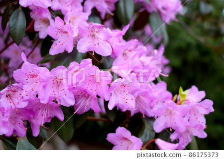 A bright flowering branch of Rhododendron in the park in the spring. 86175373