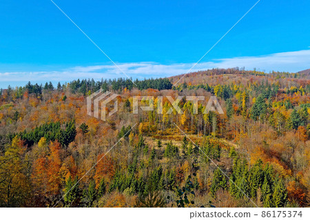 Drone view of the yellow forest in autumn. 86175374