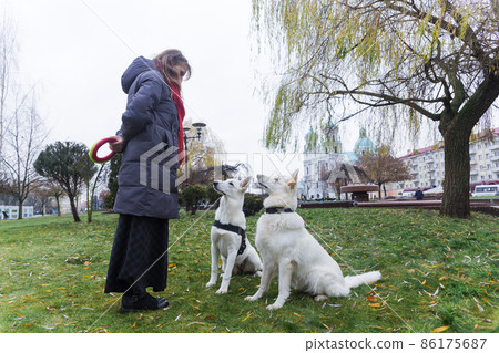 A woman is training her two cute dogs White Swiss Shepherds 86175687