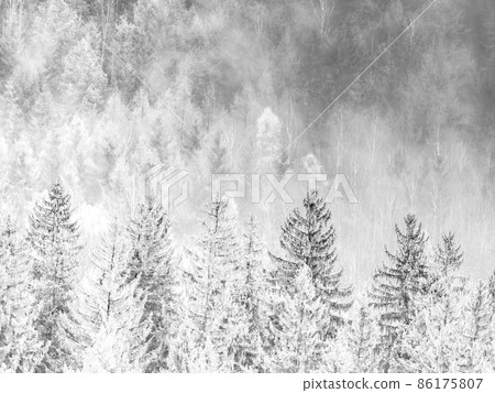 Misty view. Misty landscape with fir forest in hipster style Misty view. Misty landscape with fir forest in hipster style 86175807