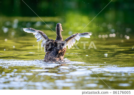 The mallard or wild duck 86176005